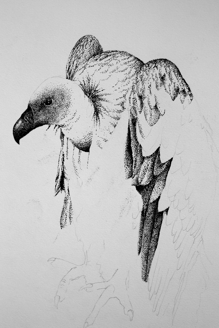 Croquis-
